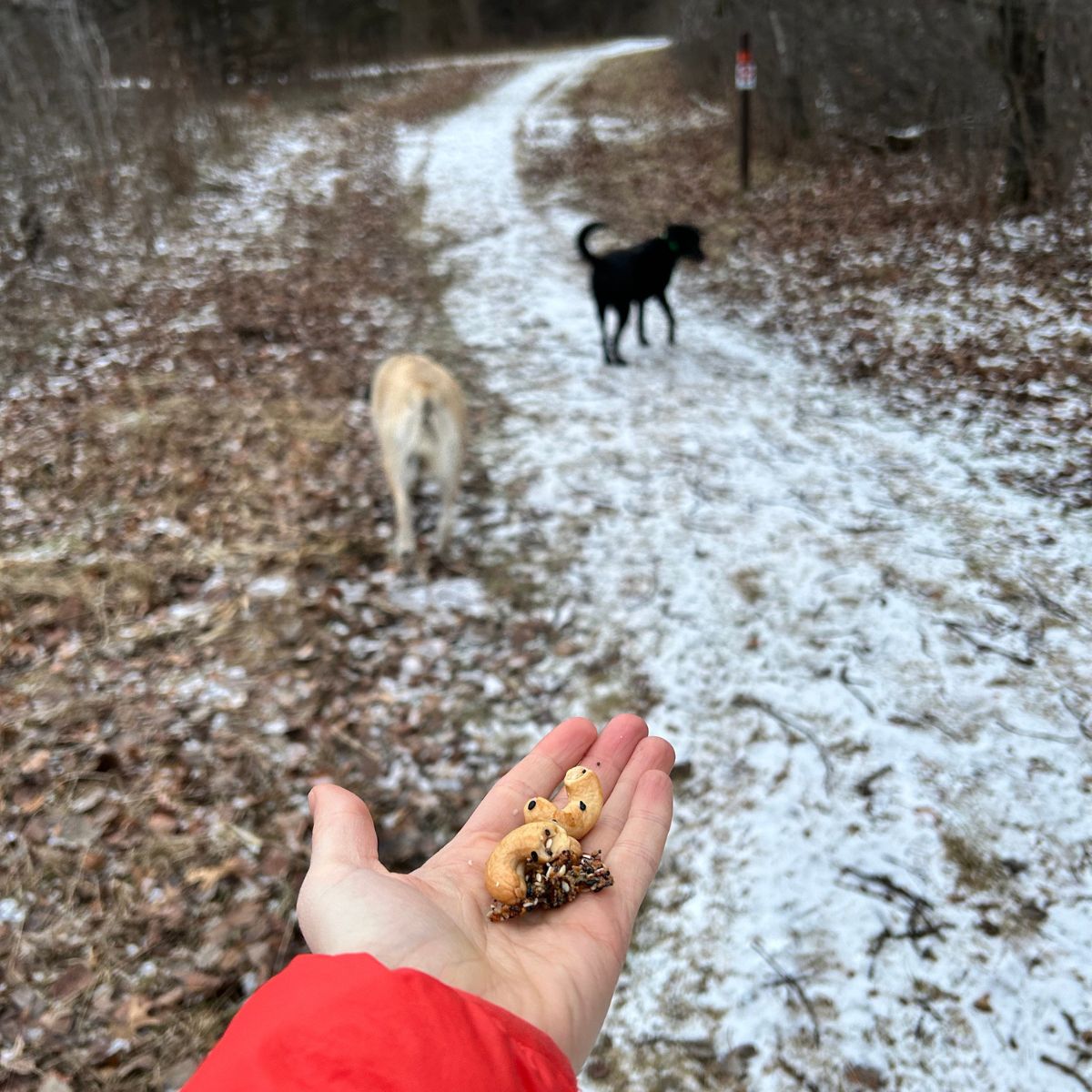 A hand holding everything bagel cashews on a trail with dogs in the background.