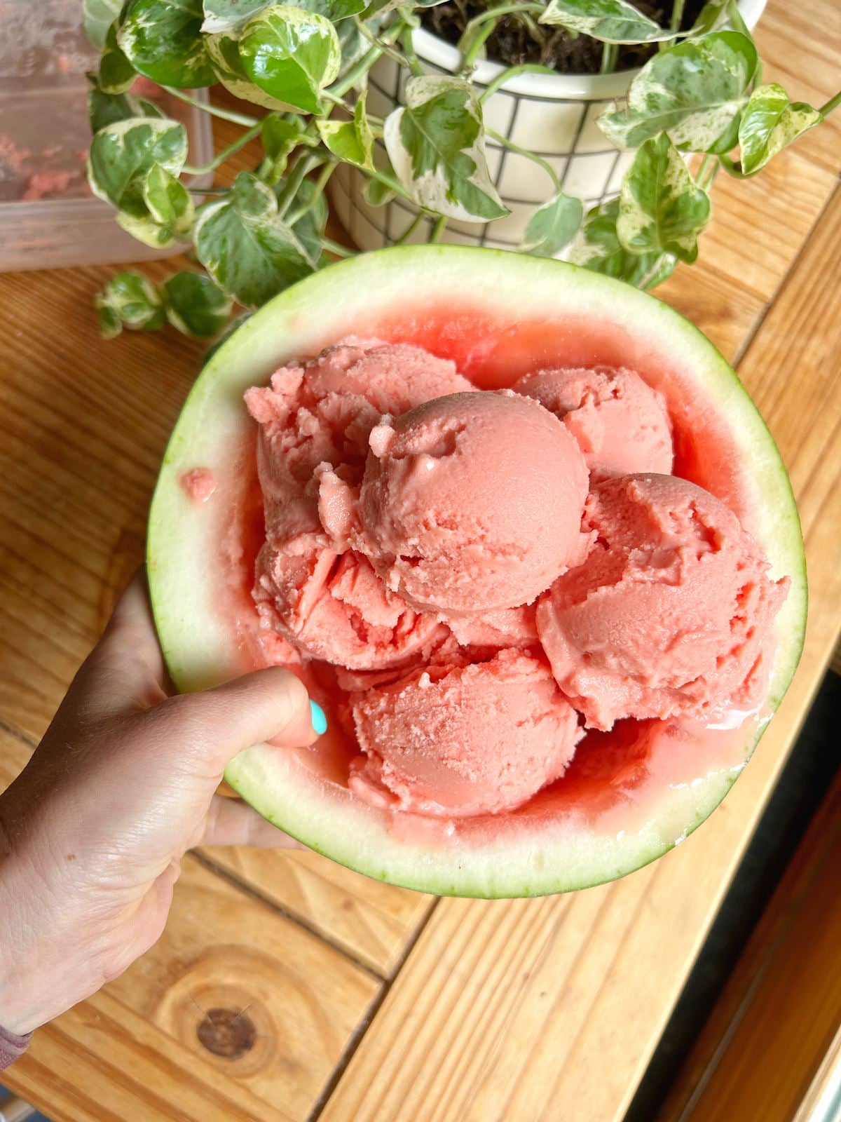 Watermelon sorbet scoops in an empty watermelon rind.